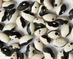 Calypso Bean, Black 1 lb