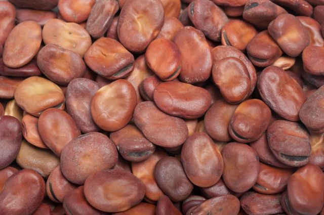 Fava Beans 16 ozs