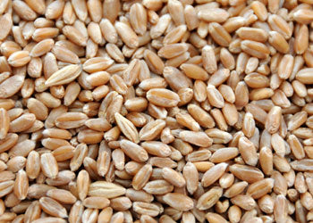 Whole Wheat Organic 1 lb