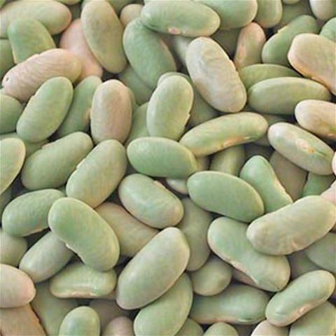 Flageolet Beans 16 ozs