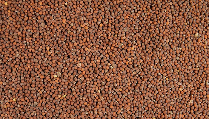 Mustard Seeds Brown 12 Ozs